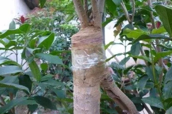 桂花树的嫁接方法，选择生长2-3年的枝条作为接穗