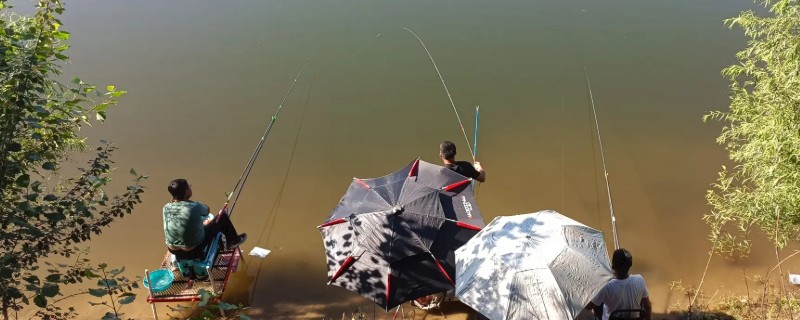 大水面野钓鲤鱼用什么打窝，可以选择五谷杂粮、酒糟等