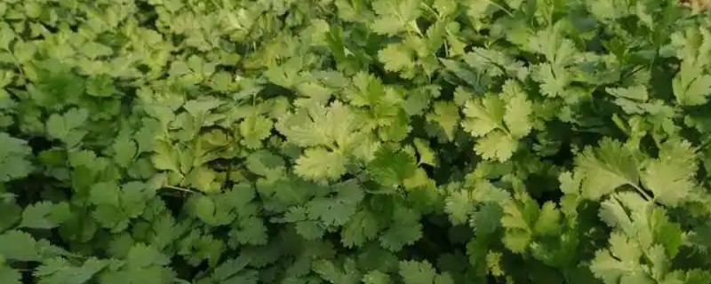 香菜早疫病的用药方法，发病初期及时摘除病叶、病果