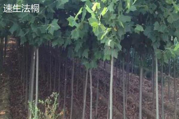 速生林的树种有多少种,大约有200种
