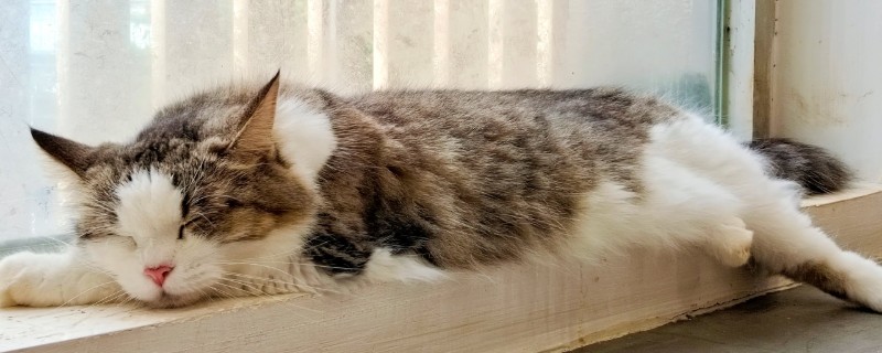 猫咪那些不能随便碰的部位，肚子、头部都不能轻易碰