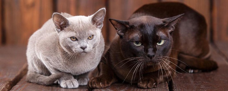 卵磷脂对猫有什么作用，能起到提亮毛色、舒缓皮肤干燥等效果