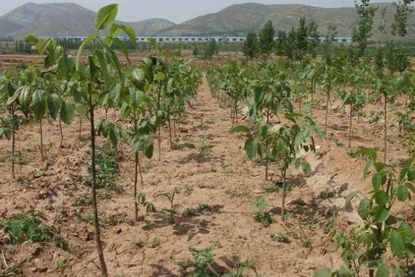 核桃树的剪枝时间,通常在果实采收后至落叶前