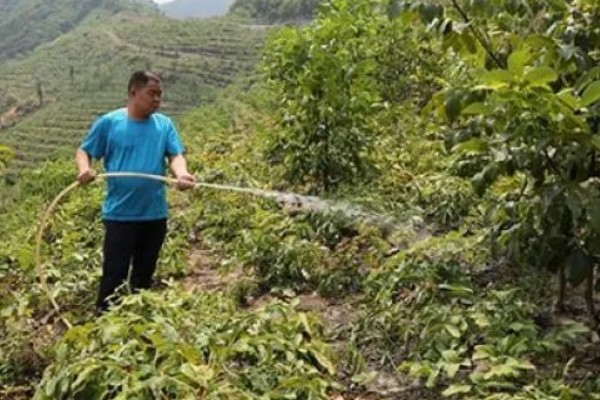 核桃树的剪枝时间,通常在果实采收后至落叶前