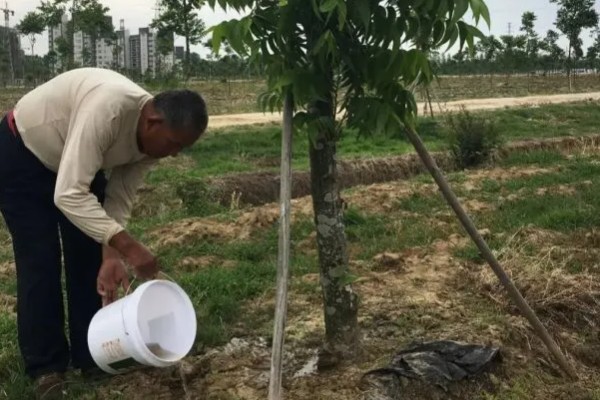 核桃树的剪枝时间,通常在果实采收后至落叶前