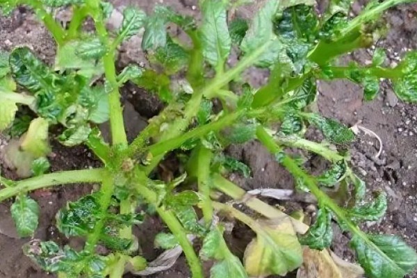 马铃薯立枯丝核菌病的症状，主要为害幼芽、茎基部及块茎