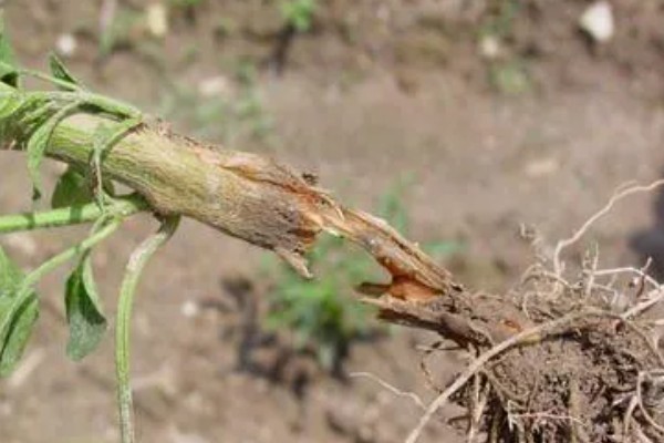 马铃薯立枯丝核菌病的症状，主要为害幼芽、茎基部及块茎