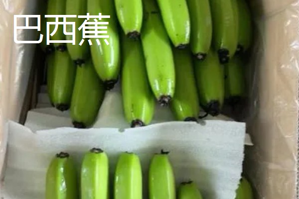 海南蕉为什么贵，主要是成本较高