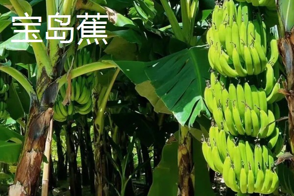 海南蕉为什么贵，主要是成本较高