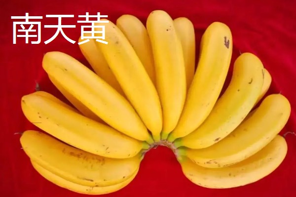 海南蕉为什么贵，主要是成本较高