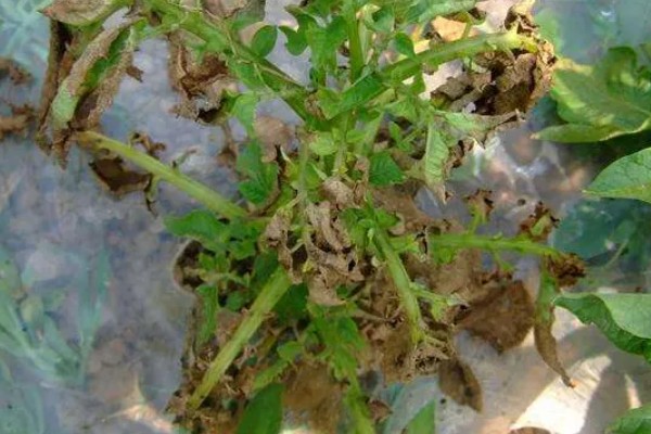 马铃薯立枯丝核菌病的症状，主要为害幼芽、茎基部及块茎