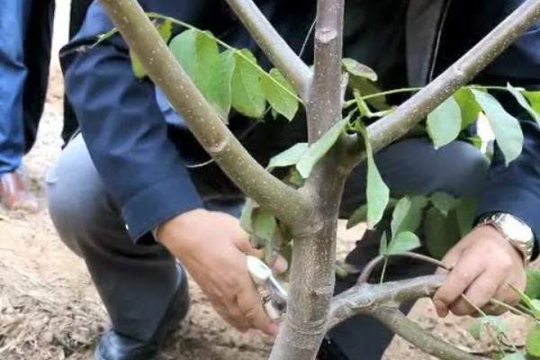 核桃树的剪枝时间,通常在果实采收后至落叶前
