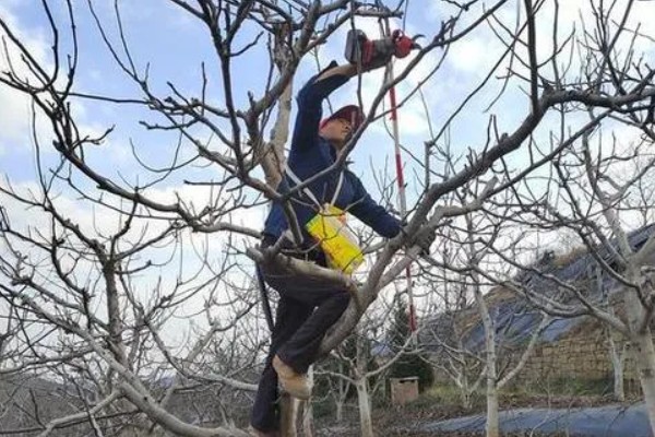 核桃树的剪枝时间,通常在果实采收后至落叶前