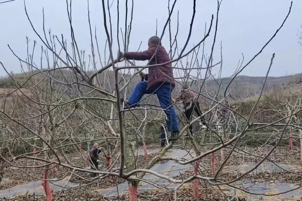 核桃树的剪枝时间,通常在果实采收后至落叶前