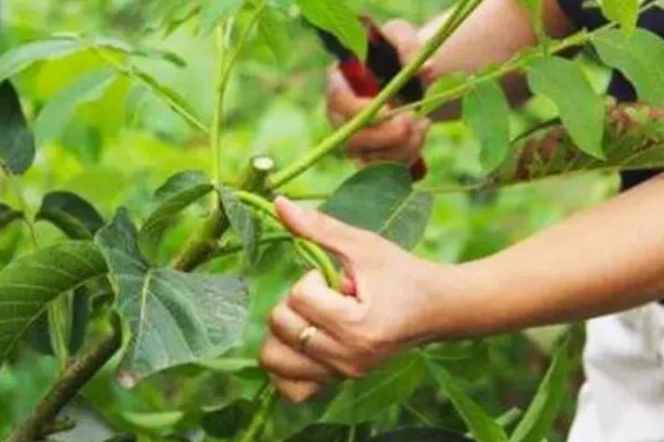 核桃树的剪枝时间,通常在果实采收后至落叶前