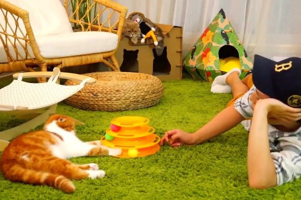 怎样让猫咪在冬天保持活跃，可以尝试改变喂吃方式