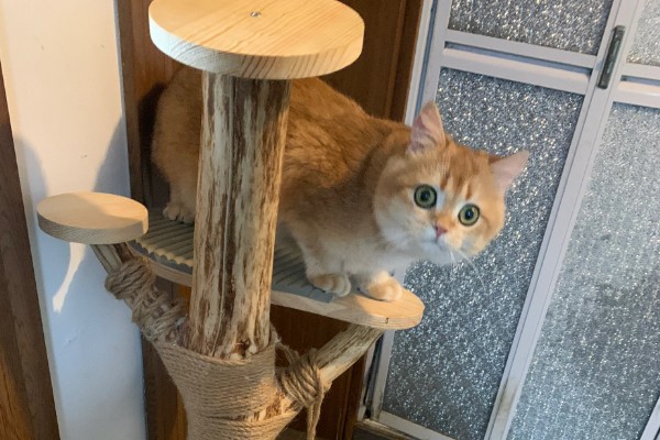 怎样让猫咪在冬天保持活跃，可以尝试改变喂吃方式