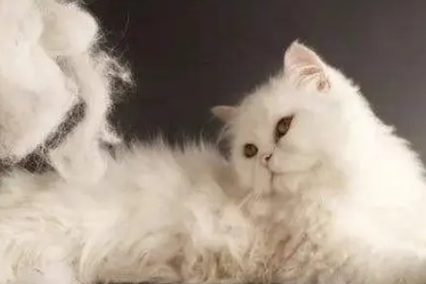 怎样让猫咪在冬天保持活跃，可以尝试改变喂吃方式