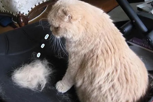 怎样让猫咪在冬天保持活跃，可以尝试改变喂吃方式