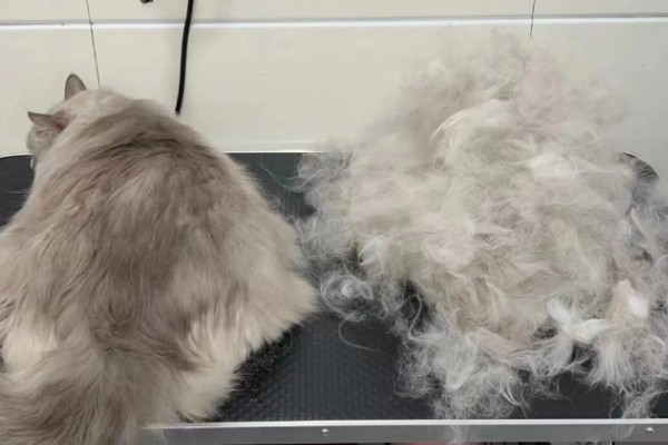 怎样让猫咪在冬天保持活跃，可以尝试改变喂吃方式