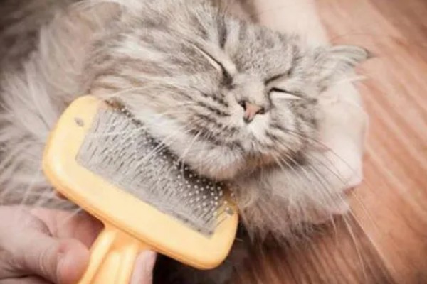 怎样让猫咪在冬天保持活跃，可以尝试改变喂吃方式