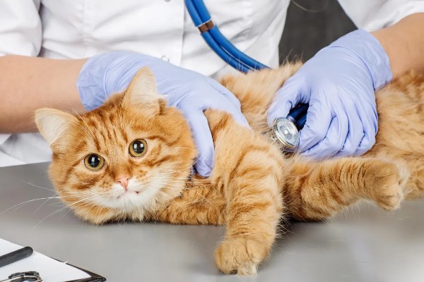 怎样让猫咪在冬天保持活跃，可以尝试改变喂吃方式