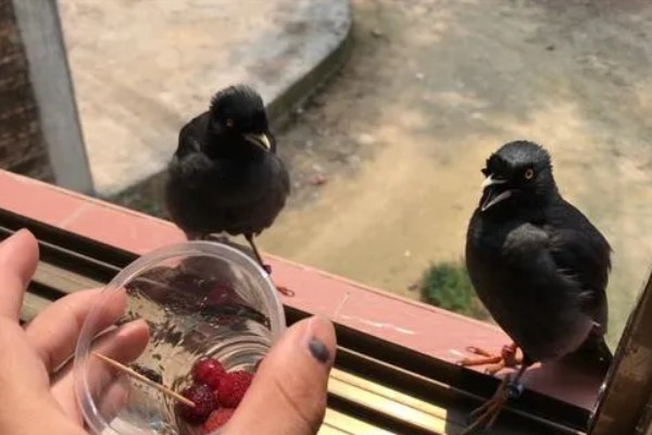 怎么养八哥，不能喂太冷的水