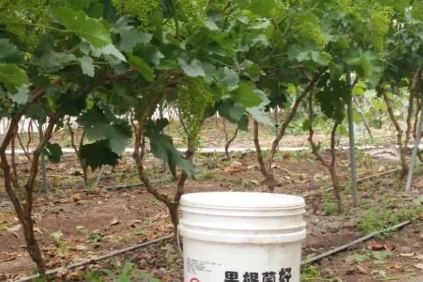 葡萄树怎么施肥，开花前期每株追施硝酸磷钾肥1.5-2公斤