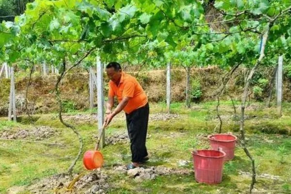 葡萄树怎么施肥，开花前期每株追施硝酸磷钾肥1.5-2公斤