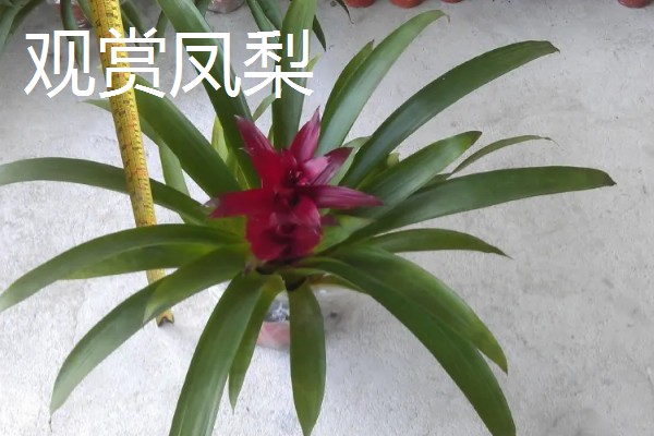 有哪些不喜光的室内盆栽花卉，有观赏凤梨、白掌等