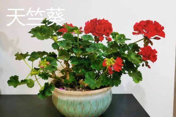 有哪些不喜光的室内盆栽花卉，有观赏凤梨、白掌等