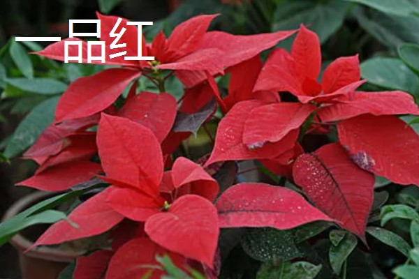有哪些不喜光的室内盆栽花卉，有观赏凤梨、白掌等