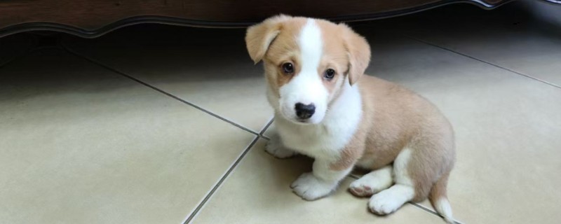 狗肾衰竭的症状，表现为多尿、烦渴、厌食、消瘦等