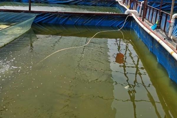 怎么养澳洲淡水小龙虾，每天投饵3-5次