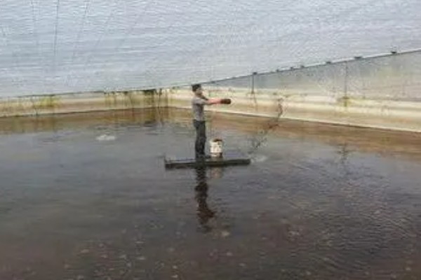 怎么养澳洲淡水小龙虾，每天投饵3-5次