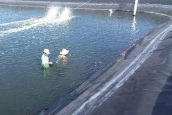 怎么养澳洲淡水小龙虾，每天投饵3-5次