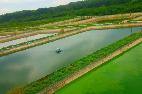 怎么养澳洲淡水小龙虾，每天投饵3-5次