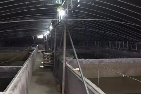 怎么养澳洲淡水小龙虾，每天投饵3-5次