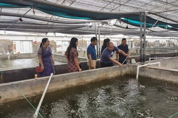 怎么养澳洲淡水小龙虾，每天投饵3-5次