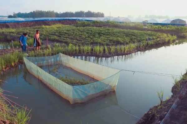 怎么养澳洲淡水小龙虾，每天投饵3-5次