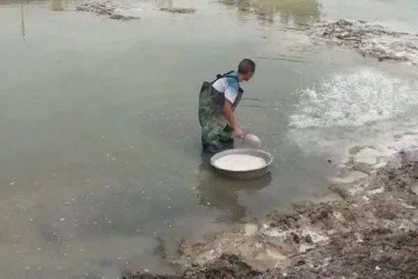 怎么养澳洲淡水小龙虾，每天投饵3-5次