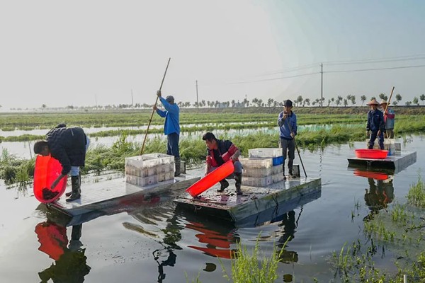 怎么养澳洲淡水小龙虾，每天投饵3-5次