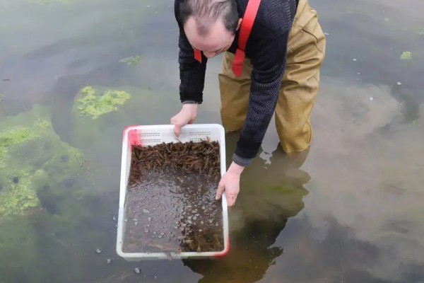 怎么养澳洲淡水小龙虾，每天投饵3-5次