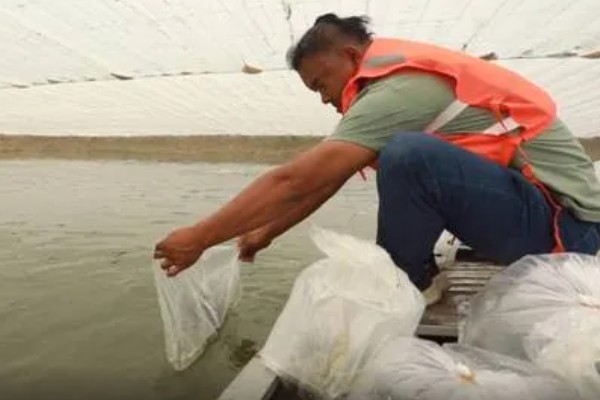 怎么养澳洲淡水小龙虾，每天投饵3-5次