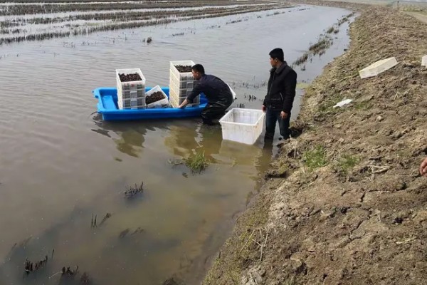 怎么养澳洲淡水小龙虾，每天投饵3-5次