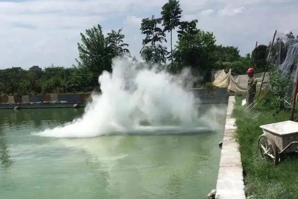 怎么养澳洲淡水小龙虾，每天投饵3-5次