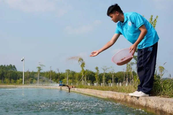 怎么养澳洲淡水小龙虾，每天投饵3-5次
