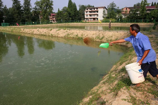 怎么养澳洲淡水小龙虾，每天投饵3-5次