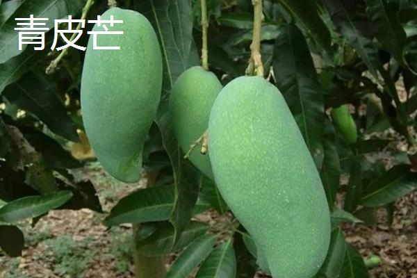 芒果的品种介绍，常见的有青皮芒、凯帝芒等