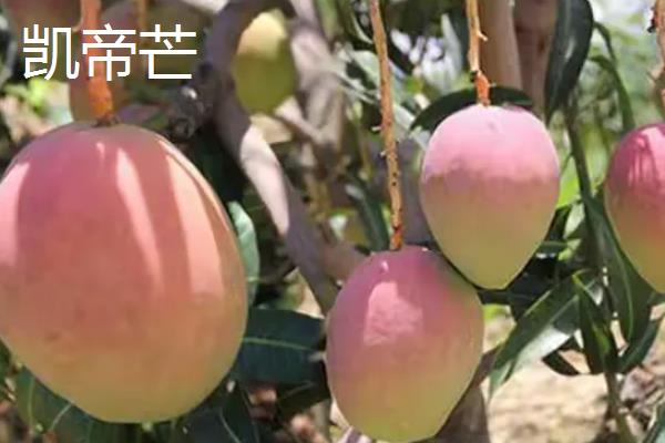 芒果的品种介绍，常见的有青皮芒、凯帝芒等